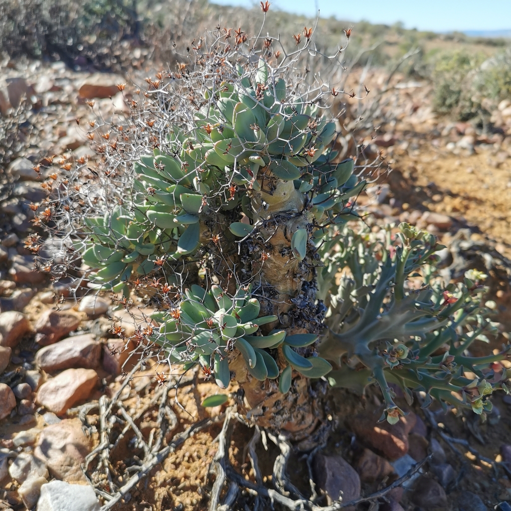 Cotyledon reticulata