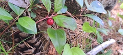 Gaultheria procumbens image