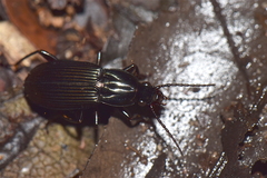 Carabidae