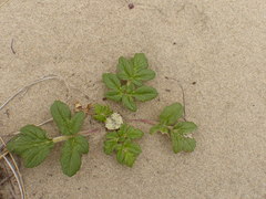 Glehnia littoralis leiocarpa