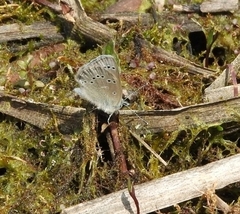 Glaucopsyche lygdamus image