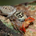 Opisthoncus nigrofemoratus - Photo (c) Alan Melville,  זכויות יוצרים חלקיות (CC BY-NC-ND), הועלה על ידי Alan Melville