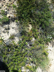 Protea witzenbergiana