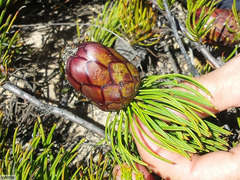 Protea witzenbergiana