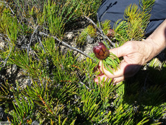 Protea witzenbergiana