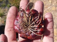 Protea witzenbergiana