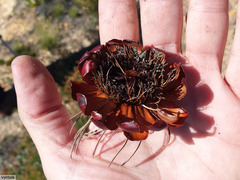 Protea witzenbergiana