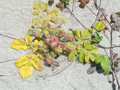 Glehnia littoralis leiocarpa