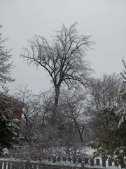 Ulmus thomasii