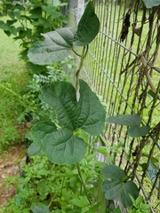 Aristolochia pothieri