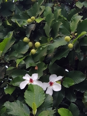 Dillenia philippinensis