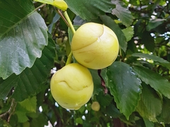 Dillenia philippinensis