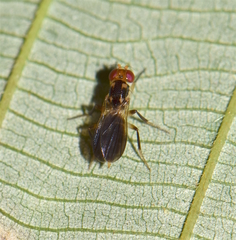 Diptera
