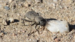 Cryptoglossa variolosa