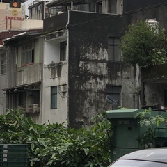 Nycticorax nycticorax