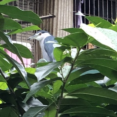 Nycticorax nycticorax