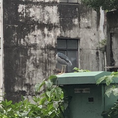 Nycticorax nycticorax