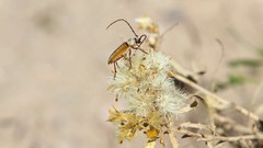 Crossidius suturalis