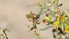 Crossidius suturalis