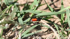 Lygaeus kalmii