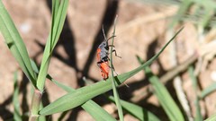 Lygaeus kalmii