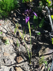 Moraea incurva