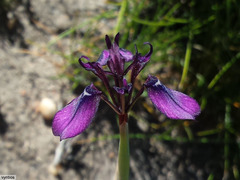 Moraea incurva