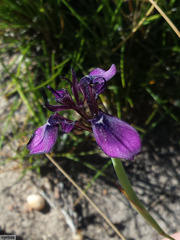 Moraea incurva