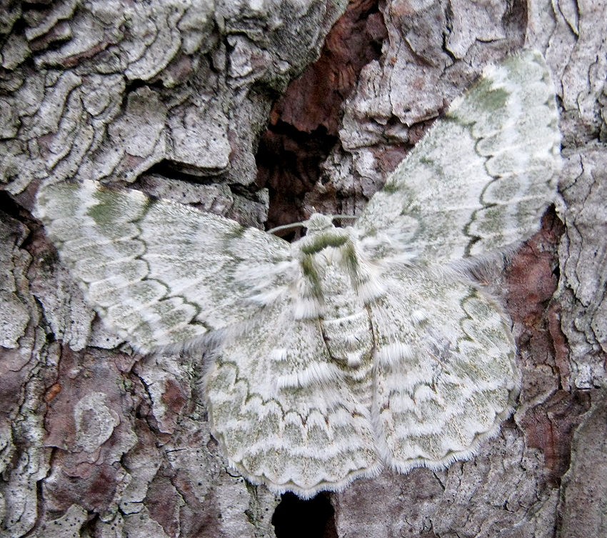 Pingasa subpurpurea