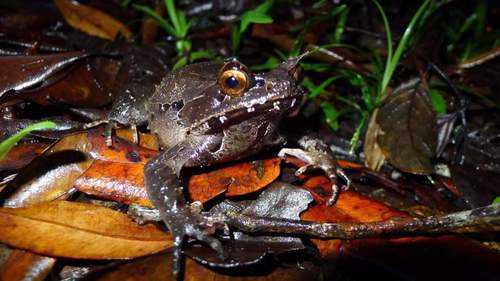 Kobayashi's Horned Frog (Megophrys kobayashii) · iNaturalist