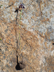 Moraea incurva