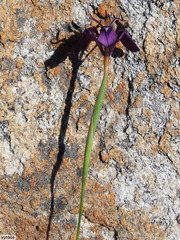 Moraea incurva