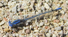Argia sabino