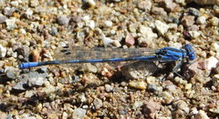 Argia sabino
