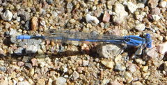 Argia sabino