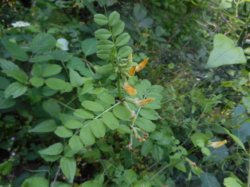 Vicia grandiflora iNat (2)