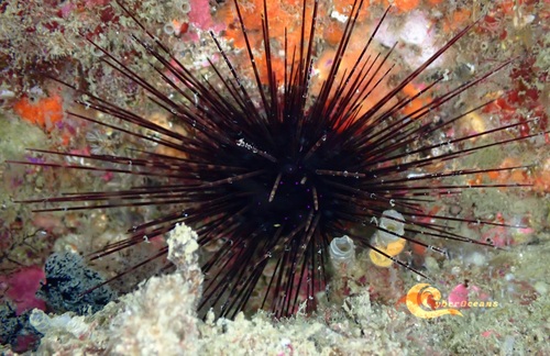 Centrostephanus longispinus (Philippi, 1845)