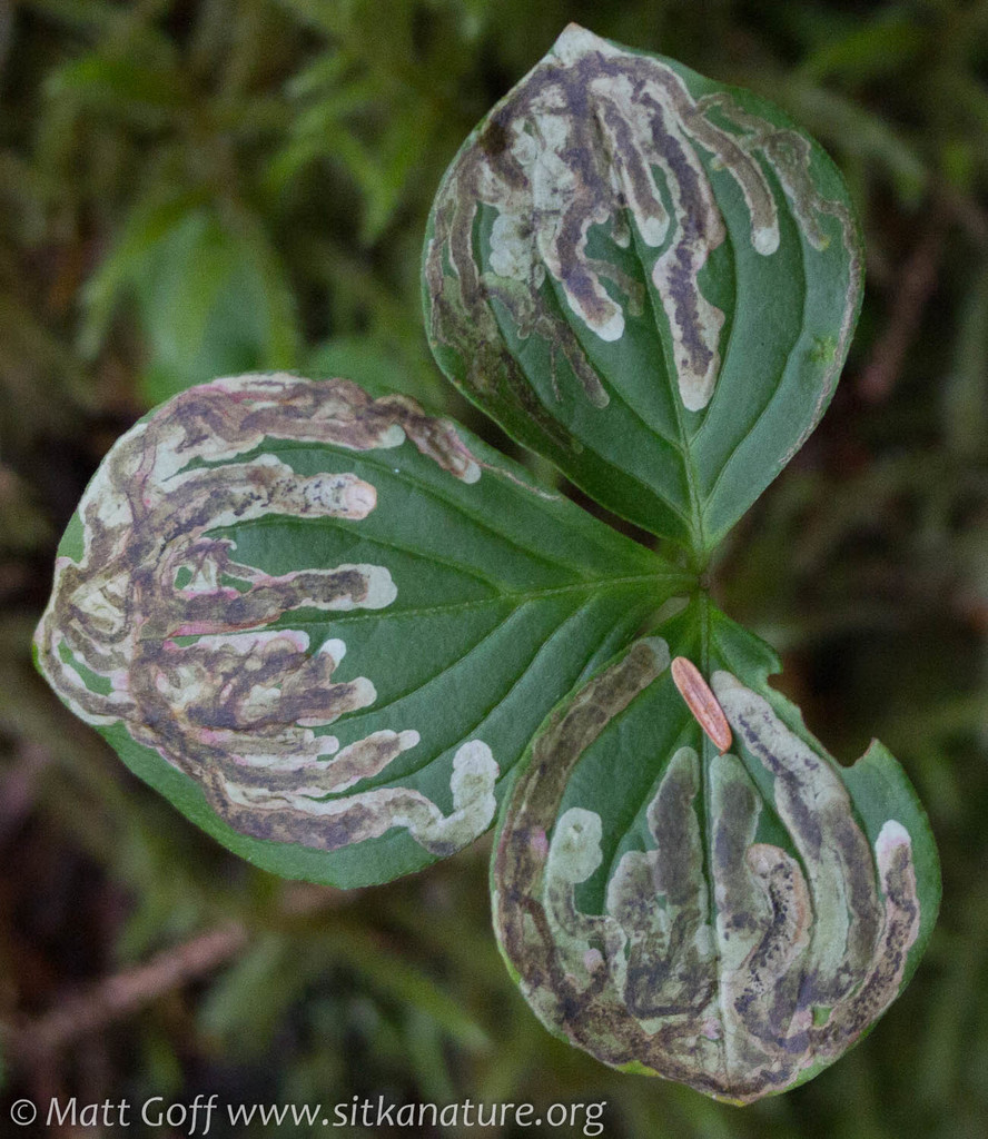 Phytomyza agromyzina group