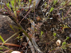 Lomatium canbyi
