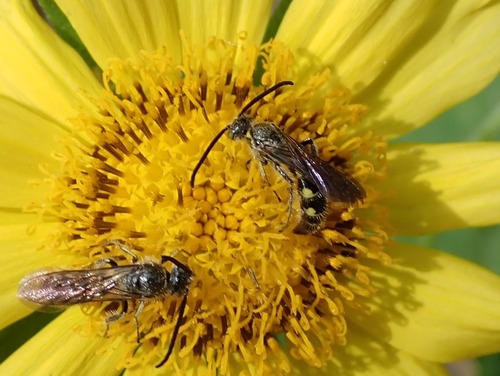 Micromeriella marginella, 2018-11-22
