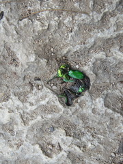 Calomacraspis splendens