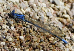 Argia sabino