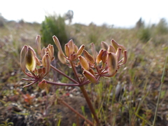 Lomatium canbyi