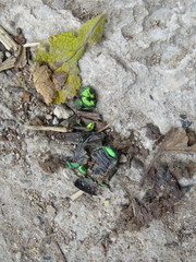 Calomacraspis splendens