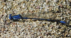 Argia sabino