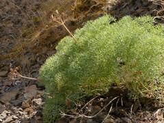 Lomatium columbianum