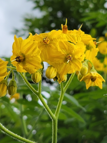 Solanum ochranthum