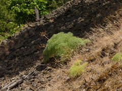 Lomatium columbianum