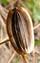 Lomatium columbianum