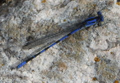 Argia sabino